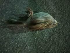 Zonotrichia albicollis