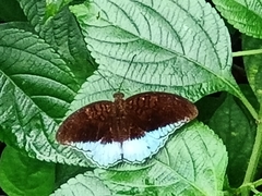 Tanaecia iapis
