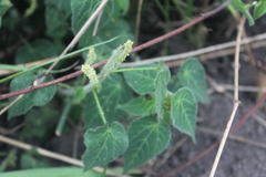 Acalypha villicaulis