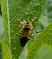 Zelus armillatus