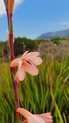 Watsonia