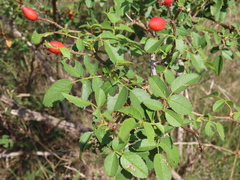 Rosa rubiginosa