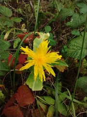 Hieracium umbellatum