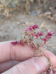 Halogeton glomeratus