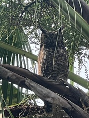 Bubo africanus africanus