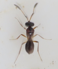 Scelionidae