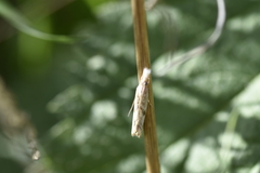 Agriphila beieri