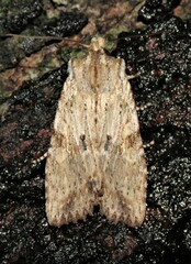 Lithophane patefacta