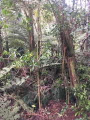 Phyllocladus trichomanoides