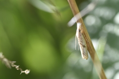 Agriphila beieri