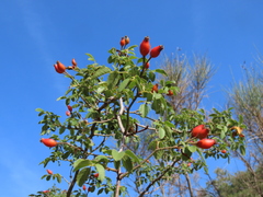 Rosa rubiginosa
