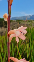 Watsonia