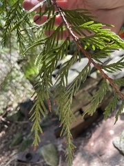 Thuja