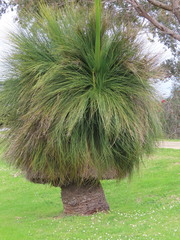 Xanthorrhoea preissii