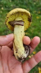 Tricholoma