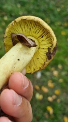 Tricholoma