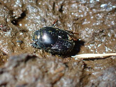 Onthophagus taurus