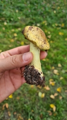 Tricholoma