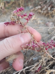 Halogeton glomeratus