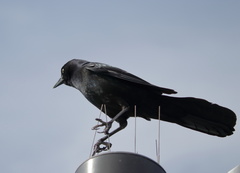 Quiscalus major alabamensis