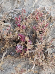 Halogeton glomeratus