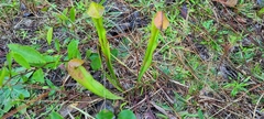 Sarracenia minor