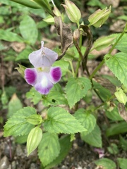 Torenia fournieri