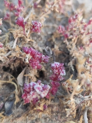 Halogeton glomeratus