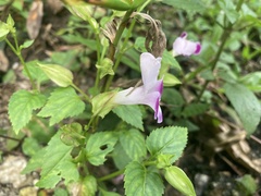Torenia fournieri