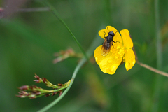 Cheilosia albitarsis