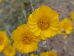 Baileya multiradiata