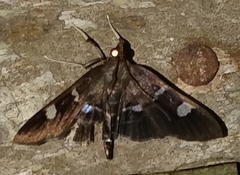 Desmia