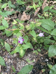 Torenia fournieri