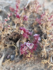 Halogeton glomeratus