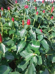 Costus woodsonii