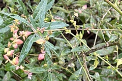 Atriplex sagittata