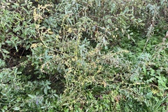 Atriplex sagittata