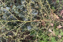 Atriplex sagittata