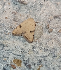 Galgula partita