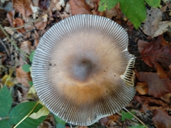 Amanita umbrinolutea