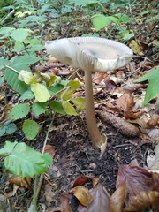 Amanita umbrinolutea