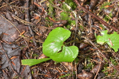 Viola renifolia