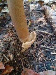 Amanita umbrinolutea