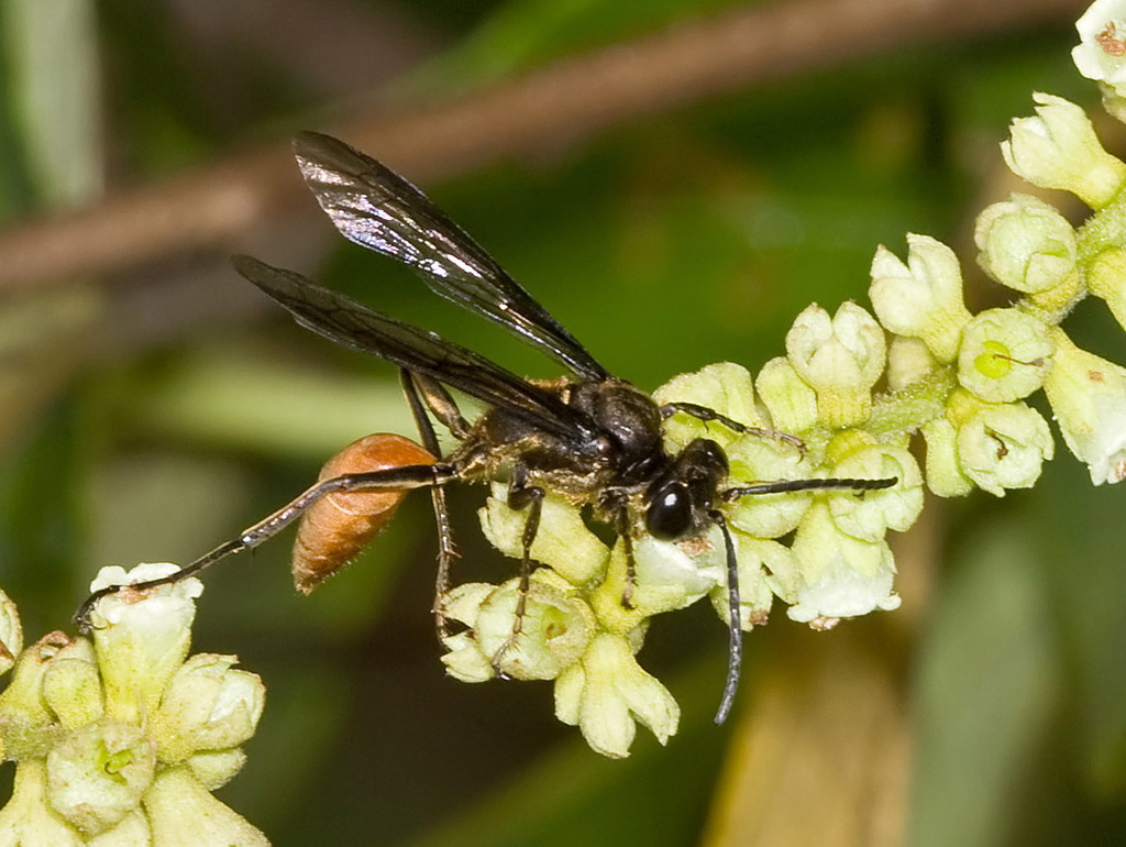 Isodontia costipennis