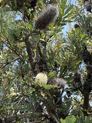 Banksia serrata