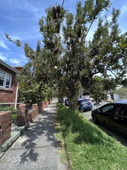 Banksia serrata