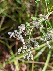Eupatorium mohrii