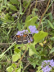 Anthanassa texana seminole