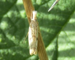 Agriphila beieri
