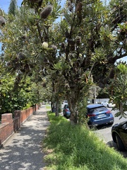 Banksia serrata